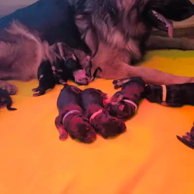 Bild aus Team Phoenix  in Bayern, wo unsere Deutscher Schäferhund-Hunde in einer liebevollen Umgebung aufwachsen.