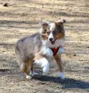 Miniature American Shepherd