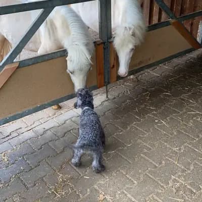 Bild aus Tiny's Stern in Hessen, wo unsere Bedlington Terrier-Hunde in einer liebevollen Umgebung aufwachsen.