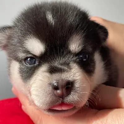 Biene – Alaskan Klee Kai Welpe, Baden-Württemberg, Aufgezogen von Alaskan Klee Kai at Aurora