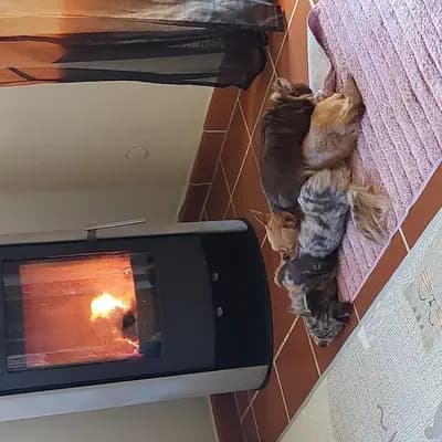 Bild aus Chihuahua vom Glückstal  in Bayern, wo unsere Chihuahua-Hunde in einer liebevollen Umgebung aufwachsen.