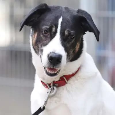 Foto von Paul, einem geretteten Deutscher Wachtelhund in Berlin.
