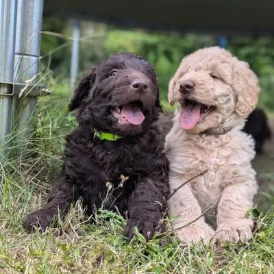 Bild aus ChocoDoodle in Niedersachsen, wo unsere Labradoodle (Labrador x Pudel)-Hunde in einer liebevollen Umgebung aufwachsen.