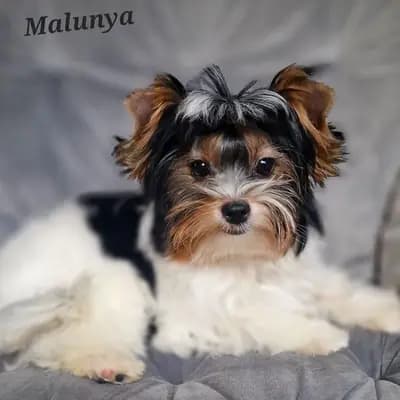 Foto von Malunya, einem Biewer Terrier-Elternhund in Bayern.