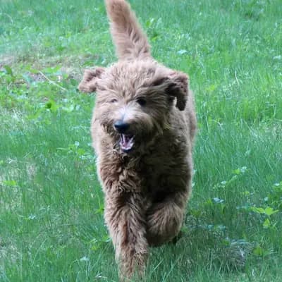 Galerie-Bild von Griselda Doodle in Niedersachsen, mit Eindrücken unserer Goldendoodle-Zucht.