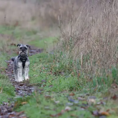Herbstwandern mit Hund: Routen, Ausrüstung und Sicherheitstipps [September 2026]