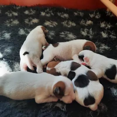 Bild aus vom Reichenwalder Land in Brandenburg, wo unsere Parson Russell Terrier-Hunde in einer liebevollen Umgebung aufwachsen.