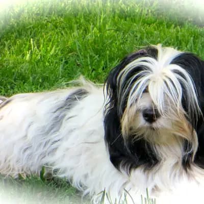 Nena  image