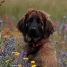 Löwe von Walhall cover