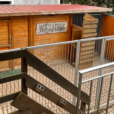 Bild aus Zuchtstätte Dt. Schäferhunde "of Wolfcubs" in Saarland, wo unsere Deutscher Schäferhund-Hunde in einer liebevollen Umgebung aufwachsen.