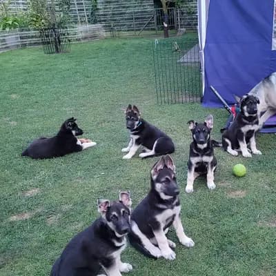 Galerie-Bild von Private  in Nordrhein-Westfalen, mit Eindrücken unserer Osteuropäischer Schäferhund-Zucht.