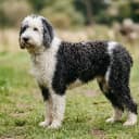 Photo of Sheepadoodle