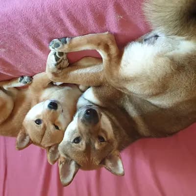 Bild aus LENA OD MURE in Gespanschaft Međimurje, wo unsere Shiba Inu-Hunde in einer liebevollen Umgebung aufwachsen.