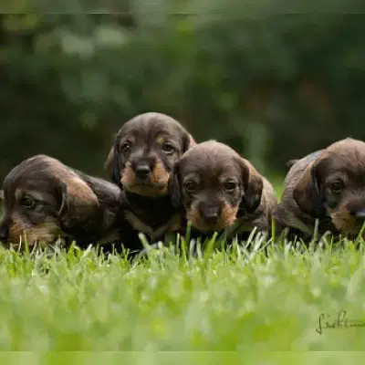 vom Wolbecker Forst cover