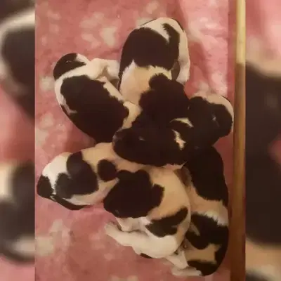 von Schleißbach cover