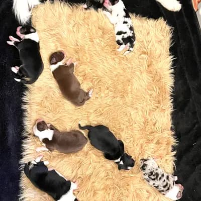 Bild aus Robert Muttenhammer  in Bayern, wo unsere Australian Shepherd-Hunde in einer liebevollen Umgebung aufwachsen.