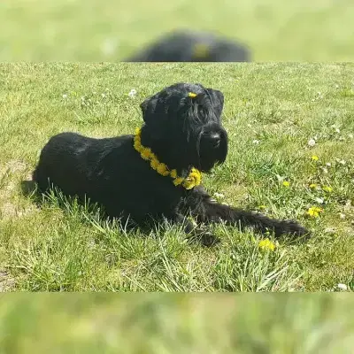 von der Löwenzahnwiese cover