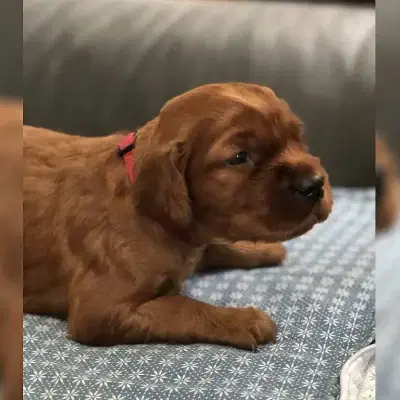 von den Jagdtalenten cover