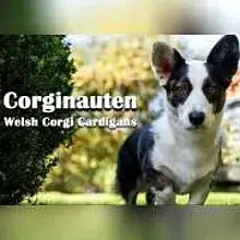 Corginauten cover
