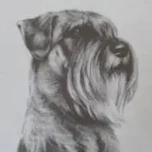 vom Schwedenquell cover