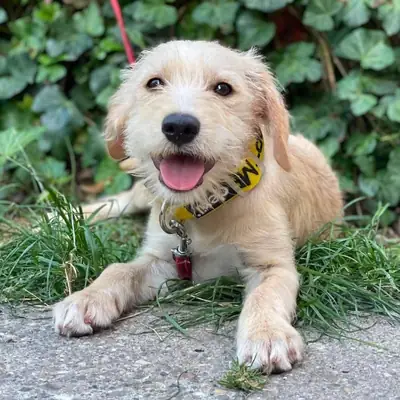 Daisy – Mischling, Im Tierheim Animal Souls e.V.