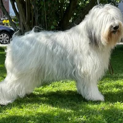 Foto von Nutka via Rivendall, einem Polski Owczarek Nizinny-Elternhund in Sachsen-Anhalt.
