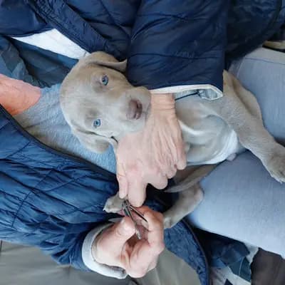 Bild aus Weimaraner aus der Holzgasse in Niederösterreich, wo unsere Weimaraner-Hunde in einer liebevollen Umgebung aufwachsen.