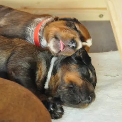Bild aus Wäller von der Löwenstadt in Baden-Württemberg, wo unsere Wäller-Hunde in einer liebevollen Umgebung aufwachsen.
