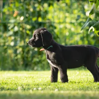 Galerie-Bild von Afghanenzucht Hemera's in Brandenburg, mit Eindrücken unserer Afghanischer Windhund-Zucht.