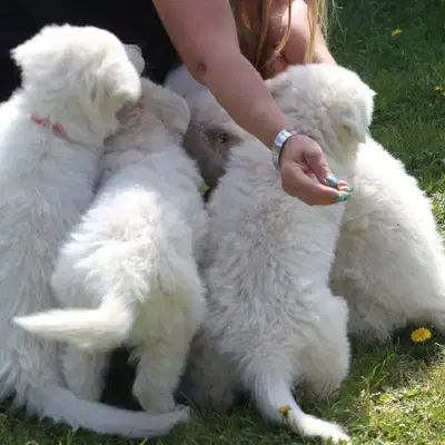 Weisse Schäferhund Welpen - Weißer Schweizer Schäferhund Welpe in Bayern