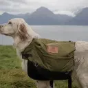 English Setter