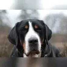 von den Milan Höhen cover