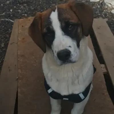 Cora