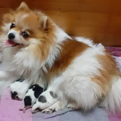 Bild aus Pomeranian von  Dolce Picollini   in Schleswig-Holstein, wo unsere Zwergspitz-Hunde in einer liebevollen Umgebung aufwachsen.