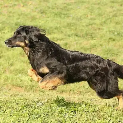 vom Ginkgopfad cover