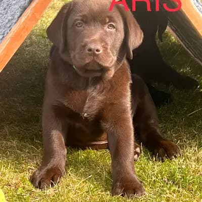 Aris - Labrador Retriever Welpe in Baden-Württemberg