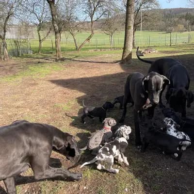 Bild aus von der Edelruh  in Bayern, wo unsere Deutsche Dogge-Hunde in einer liebevollen Umgebung aufwachsen.