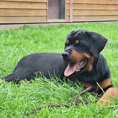 Bild aus Rottweiler vom Alten Zollhaus  in Nordrhein-Westfalen, wo unsere Rottweiler-Hunde in einer liebevollen Umgebung aufwachsen.