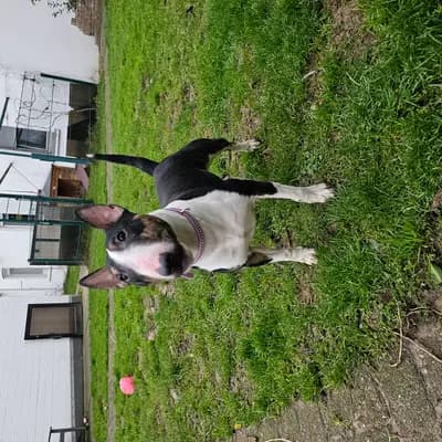 Bild aus Miniature Bull Terrier vom Blasheimer Markt  in Nordrhein-Westfalen, wo unsere Miniature Bullterrier-Hunde in einer liebevollen Umgebung aufwachsen.