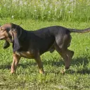 Jura Laufhund