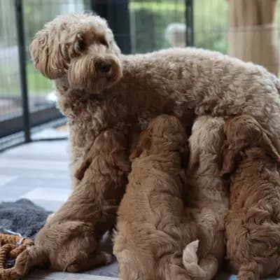 Bild aus Heart & Soul Doodles Australian Labradoodles in Nordrhein-Westfalen, wo unsere Australian Labradoodle-Hunde in einer liebevollen Umgebung aufwachsen.