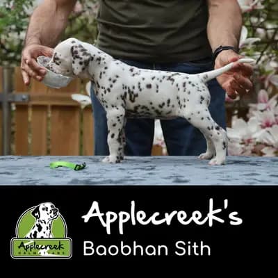 Applecreek’s Baobhan Sith – Dalmatiner Welpe, Bayern, Aufgezogen von Applecreek 