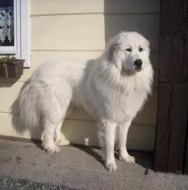 Foto von Benett, einem Berger des Pyrenees-Elternhund in Sachsen.