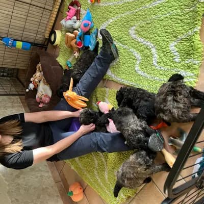 Bild aus Bouviers des Flandres vom Spicher Wäldchen in Nordrhein-Westfalen, wo unsere Bouvier des Flandres-Hunde in einer liebevollen Umgebung aufwachsen.