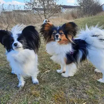 Flying Fortress’ cover