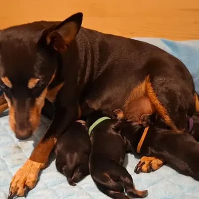 Jessie – Zwergpinscher Welpe, Bayern