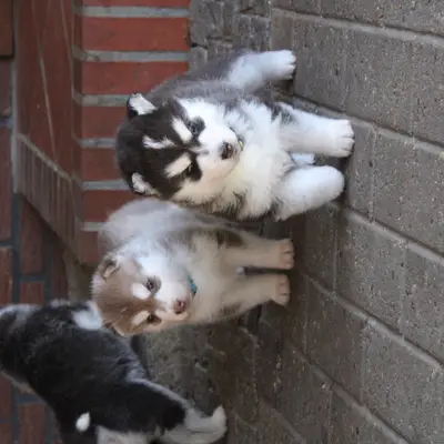 Galerie-Bild von Bright Little Bear  in Niedersachsen, mit Eindrücken unserer Siberian Husky-Zucht.