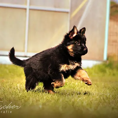 Galerie-Bild von Altdeutsche Schäferhunde vom Kreuzkamp  in Schleswig-Holstein, mit Eindrücken unserer Altdeutscher Schäferhund-Zucht.