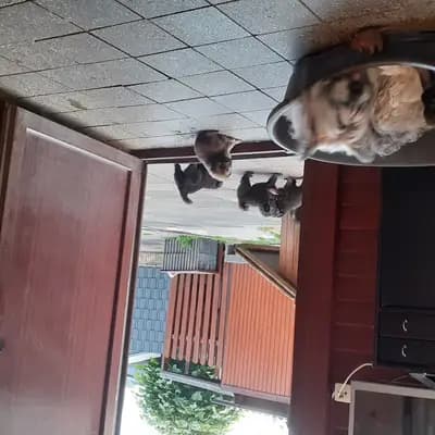 Bild aus Niemandsländer von der Hünenburg-Lohn in Nordrhein-Westfalen, wo unsere Niemandsländer-Hunde in einer liebevollen Umgebung aufwachsen.