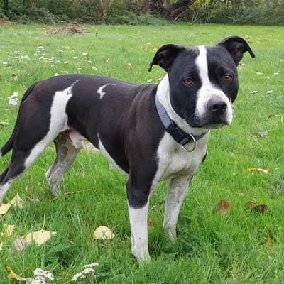 Foto von Dom, einem geretteten American Staffordshire Terrier in Hamburg.